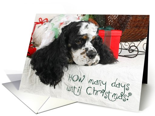 Christmas Card - featuring a Parti Cocker Spaniel card (535291)