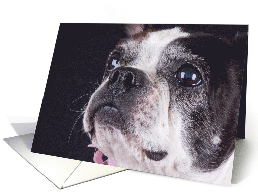 Boston Terrier Card - blank inside card (623086)