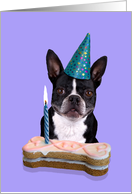 Happy Birthday Card - featuring a Boston Terrier card