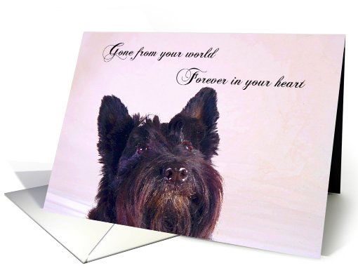 Pet Loss Sympathy - featuring a Scottish Terrier card (726956)