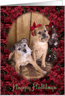 Happy Holidays - featuring two Border Terriers surrounded by Poinsettias card
