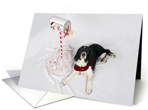 Christmas, English Springer Spaniel, waiting by the... (751814)