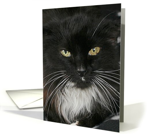 Greeting Card - featuring a DLH tuxedo cat with green eyes. card