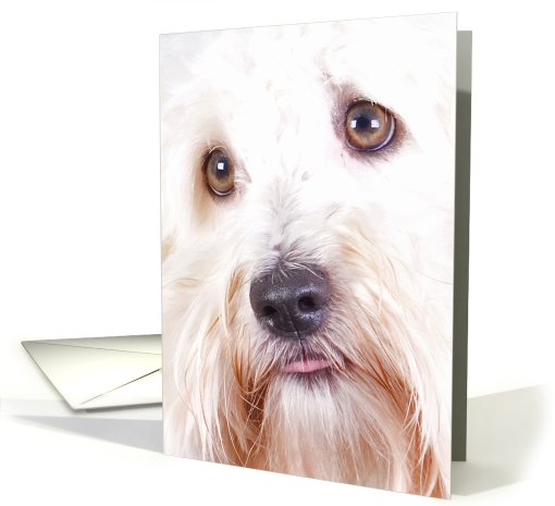 All Occasion Greeting Card featuring a Coton de Tulear card (773041)