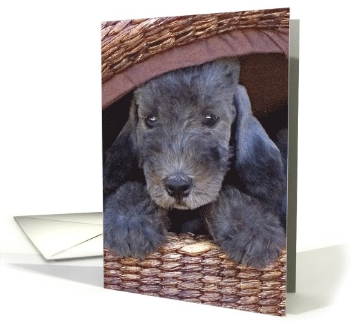 All Occasion Greeting Card - featuring a Bedlington Terrier Puppy card