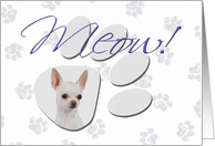April Fool’s Day Greeting - featuring a white Chihuahua card