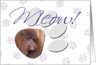 April Fool’s Day Greeting - featuring a brown Standard Poodle card
