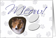 April Fool’s Day Greeting - featuring a sable Shetland Sheepdog puppy card