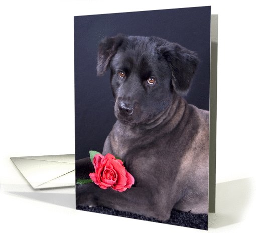 All Occasion Greeting Card featuring a Chow Mix with a Rose card