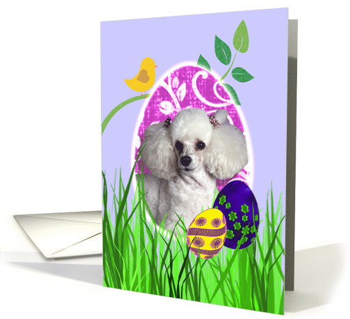 Easter Card featuring a Toy Poodle card (784997)