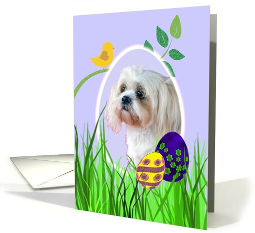 Easter Card featuring a Lhasa Apso card (786631)