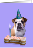 Birthday Card featuring an English Bulldog card