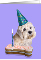 Birthday Card featuring a Dandie Dinmont Terrier card