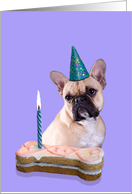 Birthday Card featuring a French Bulldog card