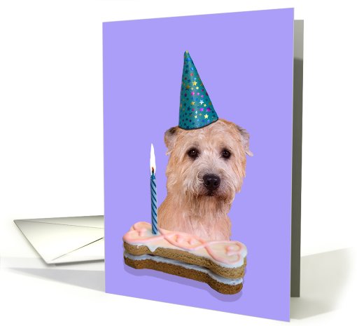 Birthday Card featuring a Glen of Imaal Terrier card (791903)