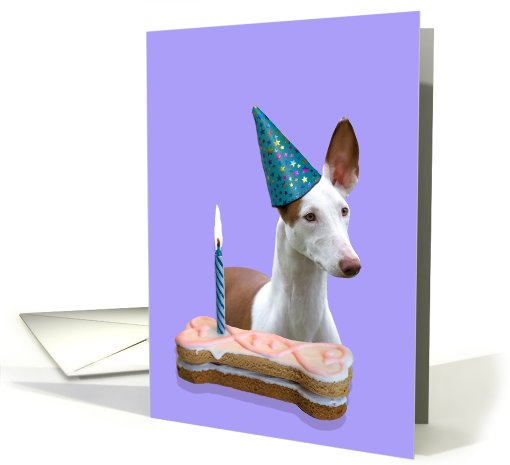 Birthday Card featuring an Ibizan Hound card (793641)