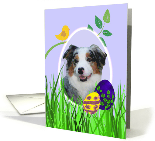 Easter Card featuring a blue merle Australian Shepherd card (794258)