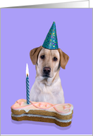 Birthday Card featuring a yellow Labrador Retriever card