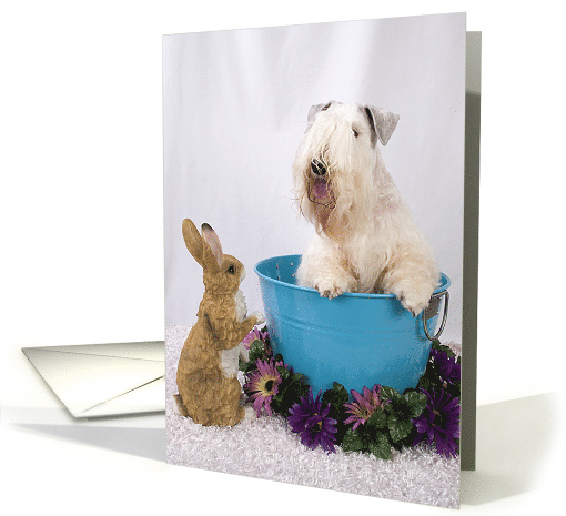 Happy Easter Card - featuring a Sealyham Terrier card (799491)