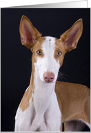 Time to Catch Up - featuring an Ibizan Hound card