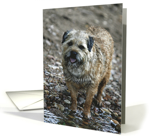 All Occasion Card - featuring a Border Terrier card (802337)