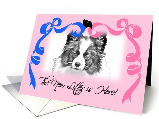 Papillon New Litter Announcement card (803364)