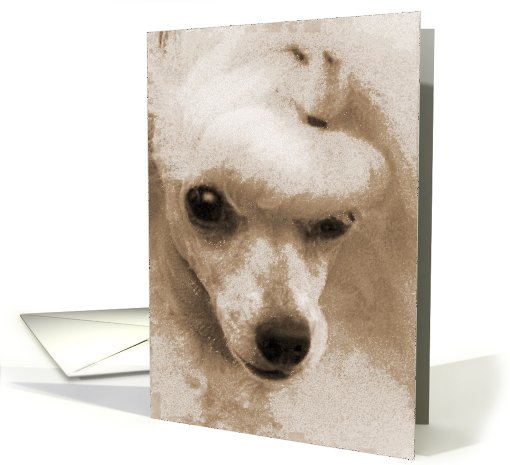 All Occasion Greeting Card - featuring a Toy Poodle card (820808)