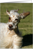 Congratulations Card - featuring a funny English Setter card