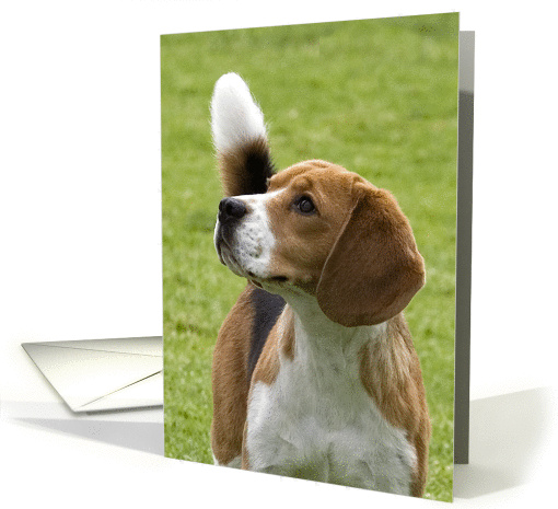 Blank greeting card featuring a thoughtful Beagle card (828343)