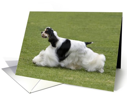 Blank greeting card featuring a parti tri Cocker Spaniel card (828366)