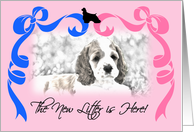 Cocker Spaniel New Litter Announcement card