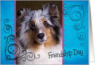 Friendship Day card featuring a blue merle Shetland Sheepdog card