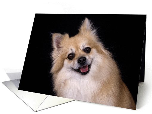 Hey There! - featuring a smiling Pomeranian card (899690)