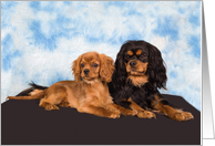 Blank card featuring a pair of Cavalier puppies card