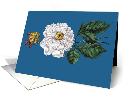 Single White Blossom on Bright Blue card (1102470)