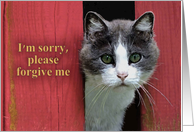 Apology, I’m Sorry, Cute Gray and White Cat card