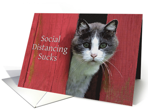 Social Distancing, I Miss You, Cute Sad Cat card (1608230)