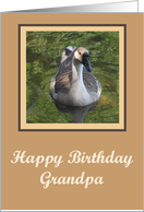 Goose Grandfather Birthday card