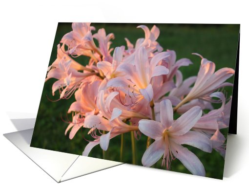 LILY BUNCH card (429674)