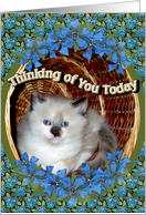 Thinking of You Today Kitty card