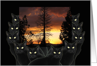 Happy Halloween from All of Us Black Cats card