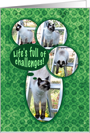 Encouragement for Life’s Challenges Cat card