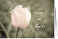 Pink Tulip Wedding Save the Date Card