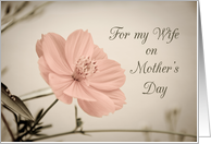 Happy Mother’s Day for Wife - Pink Flower card