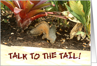 Squirrel Talk to the Tail card