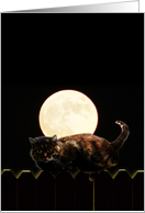 Full Moon Cat card