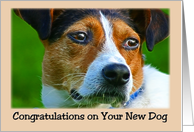 Congratulations on the New Dog card