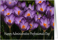 Happy Administrative Professional’s Day crocus card