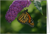 monarch butterfly on Butterfly Bush any occasion general blank card
