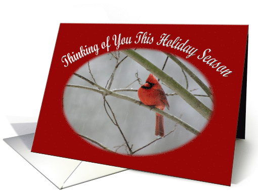 Thinking of You Holiday Season red cardinal on a winter day card